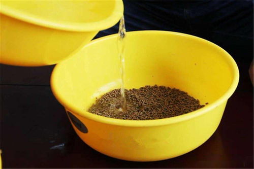 小鸡饲料巧变春钓饵料,低成本实战指南