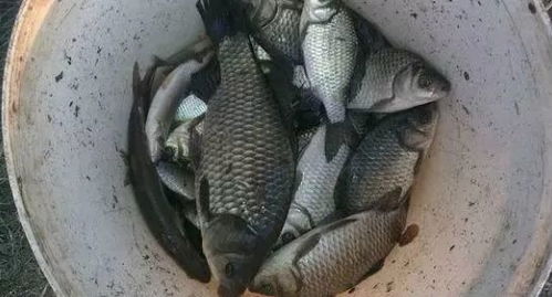 自制冰钓饵料秘制配方，寒冬诱惑鱼儿的黄金饵料