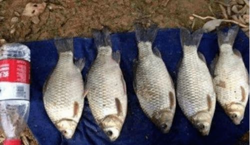 因地制宜，巧配饵料—打造最适合当地水域的钓鱼饵料搭配指南