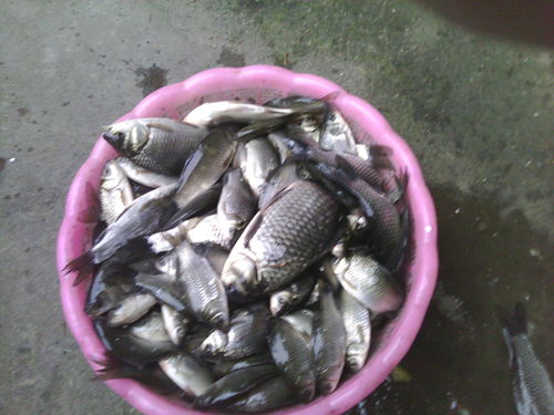 冬天钓鱼饵料里面加牛b鲫怎么加