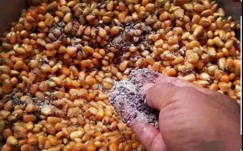 小药开饵,钓鱼饵料的秘密武器