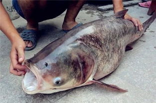 钓鱼饵料制作全攻略,如何让鱼儿上钩