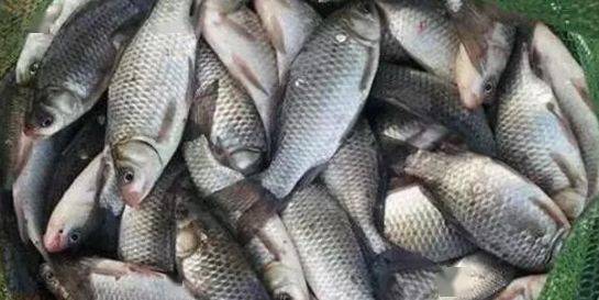 野塘钓鱼饵料自制教程,从零开始打造诱鱼利器! 野塘钓鱼饵料自制教程,从零开始打造诱鱼利器!