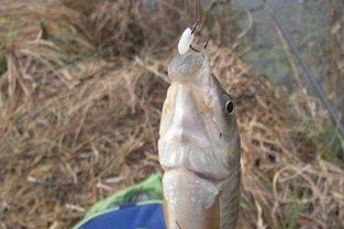 钓鱼饵料不沉?五大原因及解决方法 钓鱼饵料不沉?五大原因及解决方法