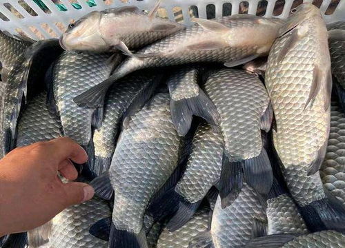 钓鱼饵料河里诱鱼怎么做到的?