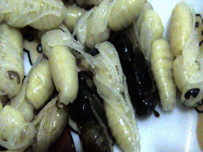 凤鸣钓鱼饵料,让鱼儿疯狂上钩的秘密武器