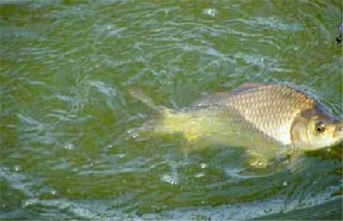 钓鱼饵料没下去,鱼钩白放一整天!原因和解决方法全在这里!