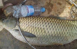 四季变幻,草鱼饵料怎么选? 四季变幻,草鱼饵料怎么选?