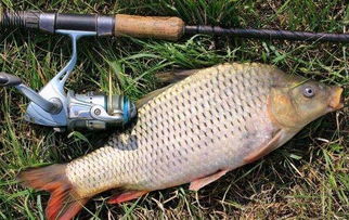 一竿中鱼饵料钓鱼,高效便捷的垂钓新选择 一竿中鱼饵料钓鱼,高效便捷的垂钓新选择