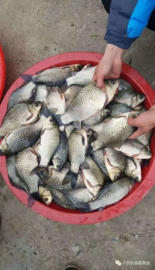 秋天夜钓,饵料搭配全攻略,让你的收获翻倍! 秋天夜钓,饵料搭配全攻略,让你的收获翻倍!