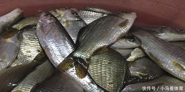 冬季钓鱼饵料腥味重?这些方法帮你轻松解决