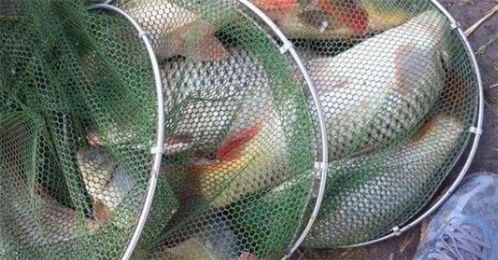 钓鱼饵料不沾饵怎么办?专业解决方法大揭秘