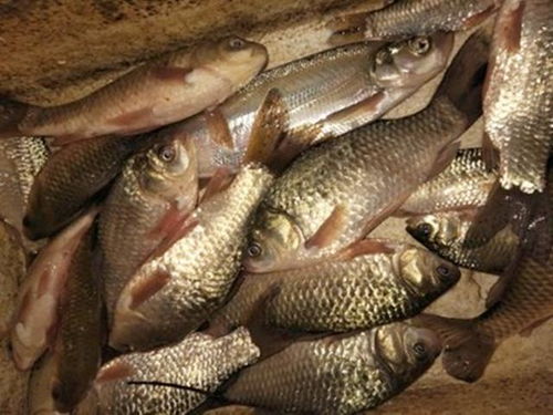 黑坑偏位饵料秘制,精准诱鱼的实战配方 黑坑偏位饵料秘制,精准诱鱼的实战配方