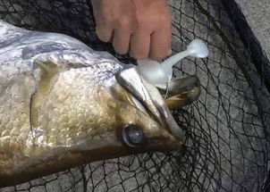 钓鱼饵料是假的吗?怎么办! 钓鱼饵料是假的吗?怎么办!