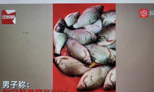 马哥钓鱼饵料使用指南,如何让鱼儿疯狂咬钩的终极秘籍