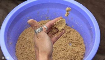 散炮钓鱼饵料制作秘籍,酒米的正确打开方式