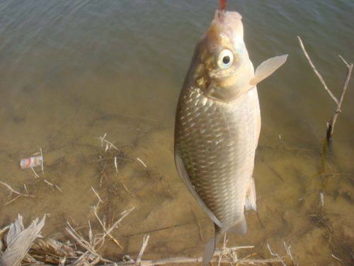 金鱼饵料钓鱼怎么样?好用吗?全面评测 金鱼饵料钓鱼怎么样?好用吗?全面评测