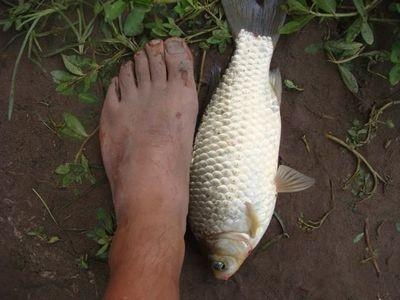 钓鱼饵料鱼动力大吗怎么办？