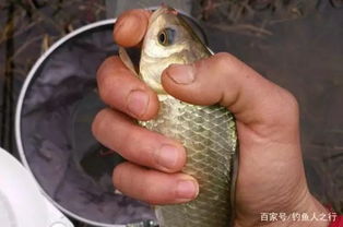 春夏野钓饵料搭配全攻略，从入门到精通的实战技巧