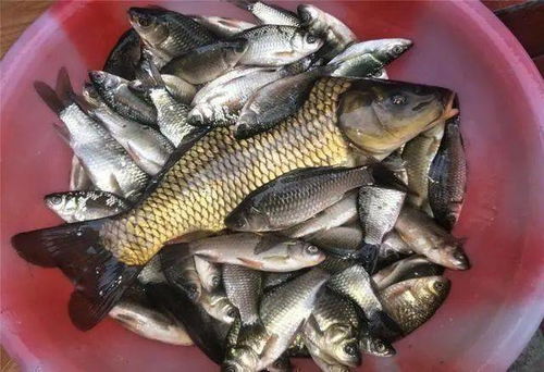 自制钓鱼饵料的香味密码,从零开始打造诱鱼神器 自制钓鱼饵料的香味密码,从零开始打造诱鱼神器