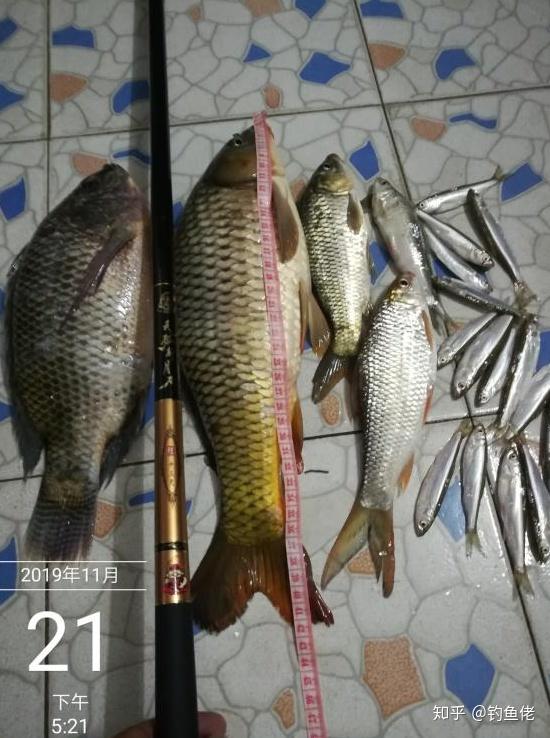 钓鱼饵料老三样怎么搭配？这三种饵料组合让你轻松上鱼！