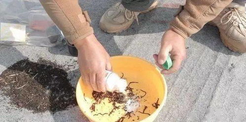 八戒爱钓鱼饵料怎么做,自制钓鱼饵料的简单方法 八戒爱钓鱼饵料怎么做,自制钓鱼饵料的简单方法