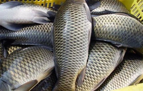 鲫鱼散炮饵料制作秘方,让鱼儿疯狂咬钩的实战配方 鲫鱼散炮饵料制作秘方,让鱼儿疯狂咬钩的实战配方