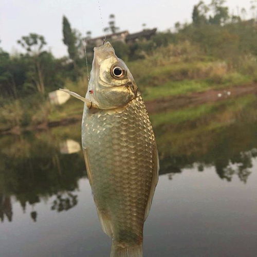 野驴钓鱼饵料评测,好用吗?全面解析与使用指南
