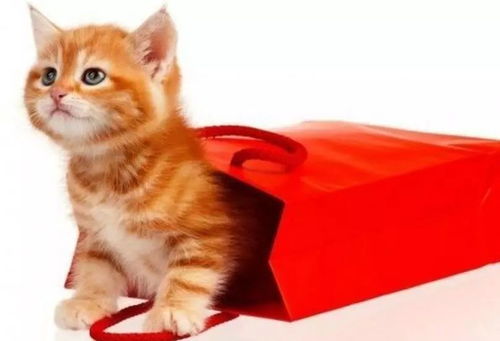 Mastering the Art of Sheep Farming:Tips for the Aspiring Shepherd Who Loves to Fish Every Day Mastering the Art of Sheep Farming:Tips for the Aspiring Shepherd Who Loves to Fish Every Day