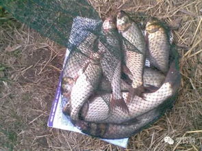 钓鱼饵料小玉米怎么做的?手把手教你自制诱鱼神器