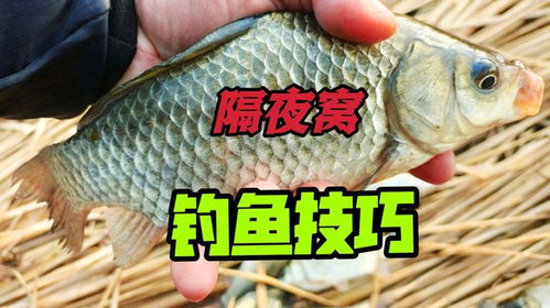 轻松掌握,制作最简单的钓鱼饵料指南 轻松掌握,制作最简单的钓鱼饵料指南