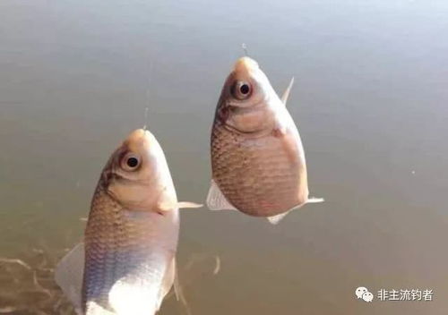 自制极品饵料的钓鱼秘籍,让鱼儿主动上钩 自制极品饵料的钓鱼秘籍,让鱼儿主动上钩