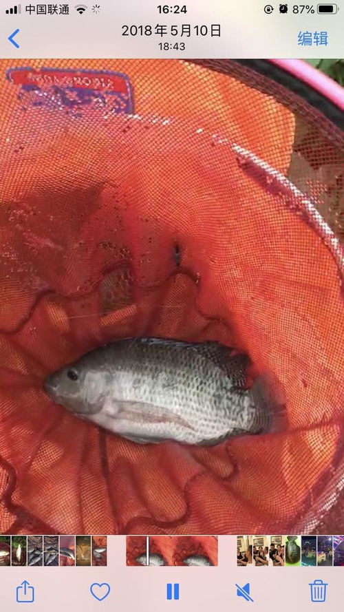 使用金鱼饵料钓鱼怎么样?附图片指南—探索非传统饵料的钓鱼效果 使用金鱼饵料钓鱼怎么样?附图片指南—探索非传统饵料的钓鱼效果