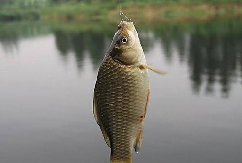 锡头钩钓鱼饵料怎么用的?看老钓友教你一招制胜! 锡头钩钓鱼饵料怎么用的?看老钓友教你一招制胜!