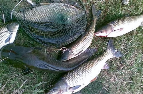 掌握达瓦钓鱼饵料包的正确使用方法,轻松提升钓鱼成功率