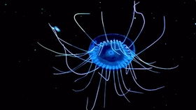 Mastering the Art of Angling:Tips and Tricks to Enhance Your Fishing Skills in Stardew Valley