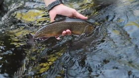 Mastering the Art of Trout Fishing:Effective Techniques to Lure Fish in Stream Waters Mastering the Art of Trout Fishing:Effective Techniques to Lure Fish in Stream Waters