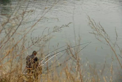 探秘千里草钓鱼饵料秘方,轻松钓获大鱼! 探秘千里草钓鱼饵料秘方,轻松钓获大鱼!