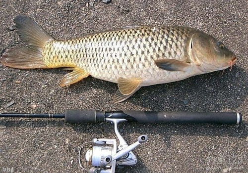 钓鱼饵料米翅怎么做的，从传统到现代，打造你的钓鱼利器