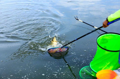 饵料与竿具的完美共振,路亚钓鱼的黄金搭档指南 饵料与竿具的完美共振,路亚钓鱼的黄金搭档指南