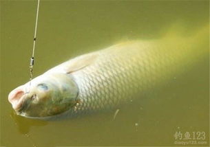 钓鱼饵料怎么粘又软又粘？这份秘制配方让你鱼获翻倍！