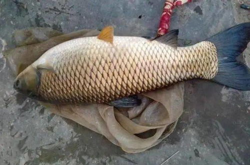 钓鱼饵料4大金刚怎么用,掌握这4种饵料,鱼获翻倍不是梦! 钓鱼饵料4大金刚怎么用,掌握这4种饵料,鱼获翻倍不是梦!