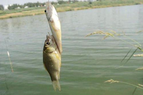 黑坑钓鱼饵料玉米怎么样?这份详细解析让你钓获翻倍!