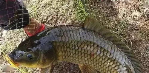 雨后钓鱼饵饵料怎么调？这些配方让你鱼获翻倍
