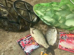 钓鱼饵料气味大怎么办?这些实用技巧帮你解决