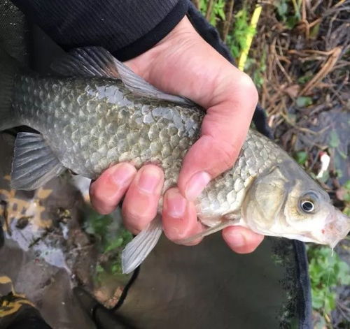 原塘钓鱼饵料怎么配的啊?手把手教你调制诱鱼高手