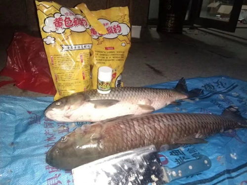 夜钓钓鱼饵料怎么配比的?这份详细指南让你轻松上鱼!