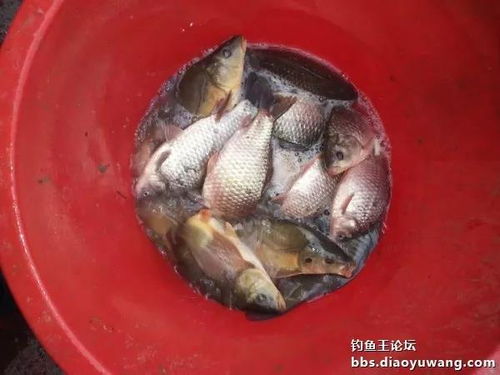 鱼王钓鱼饵料怎么样,全面评测与用户反馈