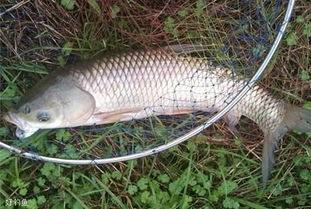 钓鱼饵料怎么配路亚饵好