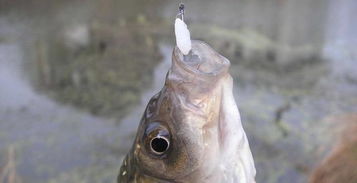 冬季钓鱼饵料太腥怎么办?5种实用解决方案让你鱼获翻倍